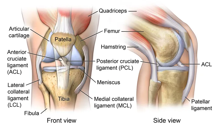 Knee joint anatomy showing bones and ligaments